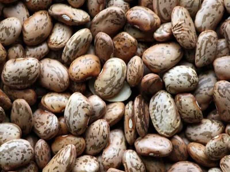 خرید و قیمت لوبیا چیتی آذوقه + فروش عمده